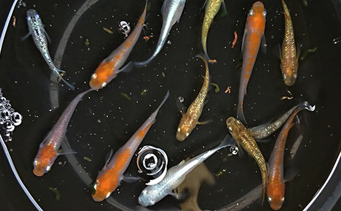 選べる３コース（24匹または30匹）改良メダカ 生き物 めだか 死着保証 