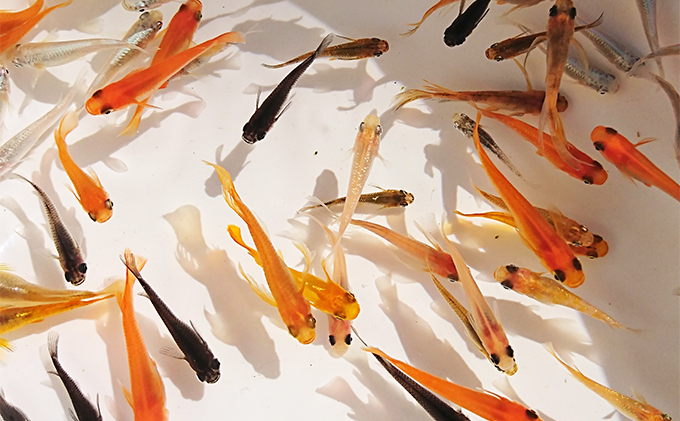 選べる３コース（24匹または30匹）改良メダカ 生き物 めだか 死着保証 