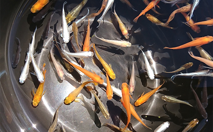 選べる３コース（24匹または30匹）改良メダカ 生き物 めだか 死着保証 