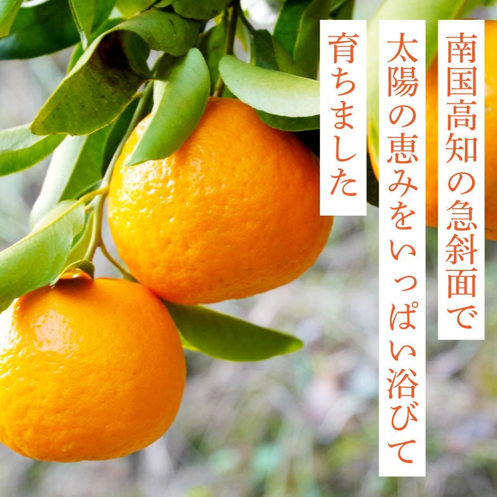 SKS027　訳あり “高知県産”ご家庭用ぽんかん（約5kg）〈須崎市共通返礼品〉みかん 農家直送 サイズ混合 有機質肥料100% ミカン 訳アリ ワケアリ 数量限定