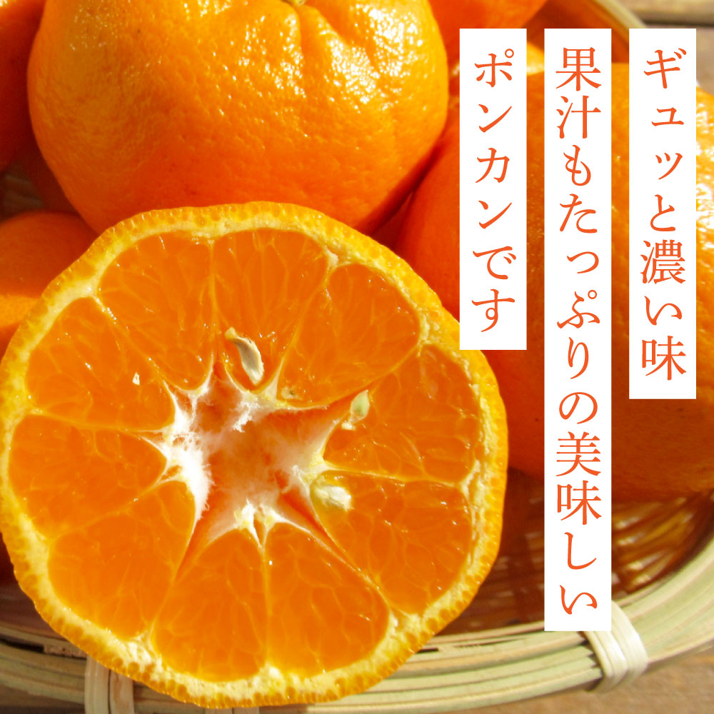 SKS027　訳あり “高知県産”ご家庭用ぽんかん（約5kg）〈須崎市共通返礼品〉みかん 農家直送 サイズ混合 有機質肥料100% ミカン 訳アリ ワケアリ 数量限定