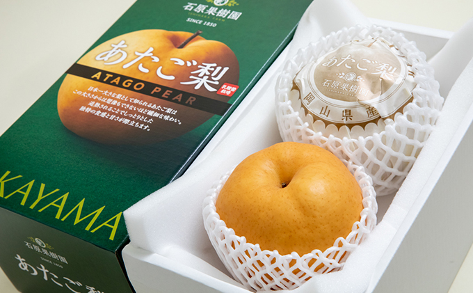 梨 2025年 先行予約 あたご梨 2玉 (1玉 約750g) 化粧箱【11月下旬～12月中旬頃発送】 ナシ なし 岡山県産 国産 フルーツ 果物 ギフト 石原果樹園