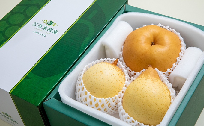 梨 2025年 先行予約 あたご梨・鴨梨（ヤーリー）詰合せ あたご1～2玉 鴨梨2玉 合計約2kg 贈答箱【11月下旬～12月中旬頃発送】 ナシ なし 岡山県産 国産 フルーツ 果物 ギフト 石原果樹園