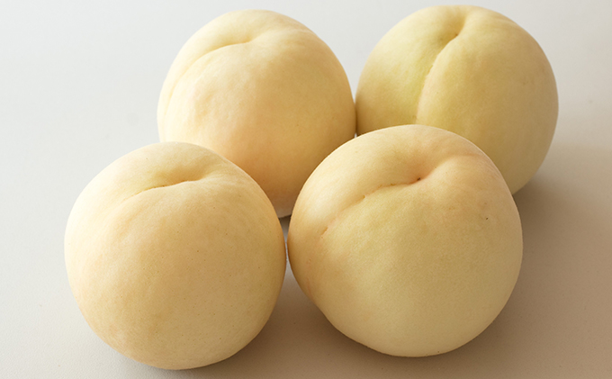 桃 2026年 先行予約 井頭 白桃 4～6玉入り 1.5kg規格箱 もも モモ 岡山県産 国産 フルーツ 果物 ギフト 井頭栄果園 