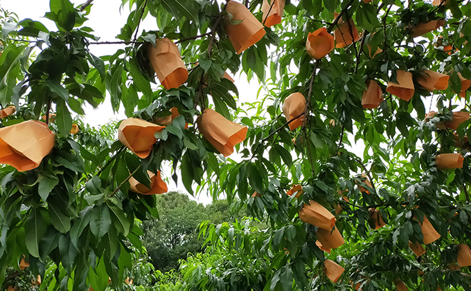 桃 2026年 先行予約 井頭 白桃 4～6玉入り 1.5kg規格箱 もも モモ 岡山県産 国産 フルーツ 果物 ギフト 井頭栄果園 