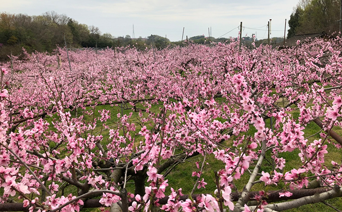 桃 2026年 先行予約 井頭 白桃 4～6玉入り 1.5kg規格箱 もも モモ 岡山県産 国産 フルーツ 果物 ギフト 井頭栄果園 