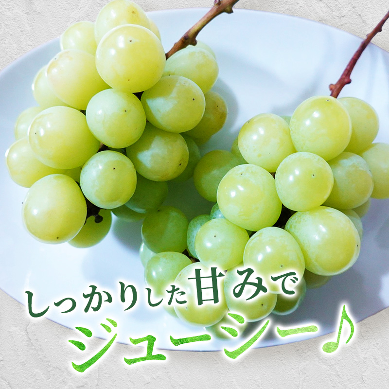 [先行受付] 北海道 仁木町産 シャインマスカット 約1.6kg 4房（1房400g前後） 果物 ぶどう フルーツ 果物類 ブドウ シャインマスカット マスカット [和田農園]