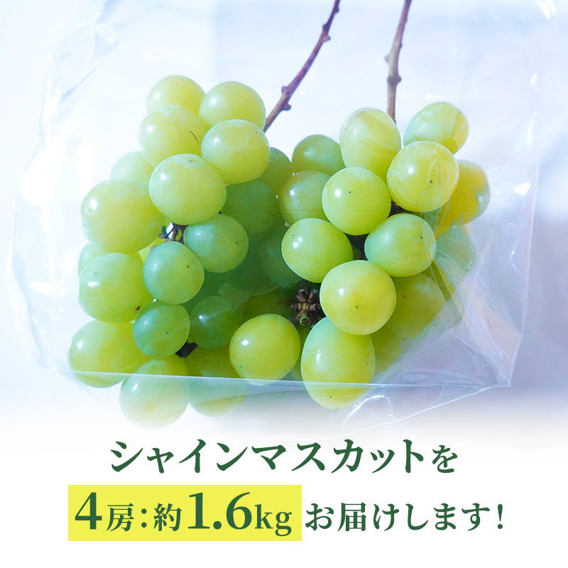 [先行受付] 北海道 仁木町産 シャインマスカット 約1.6kg 4房（1房400g前後） 果物 ぶどう フルーツ 果物類 ブドウ シャインマスカット マスカット [和田農園]