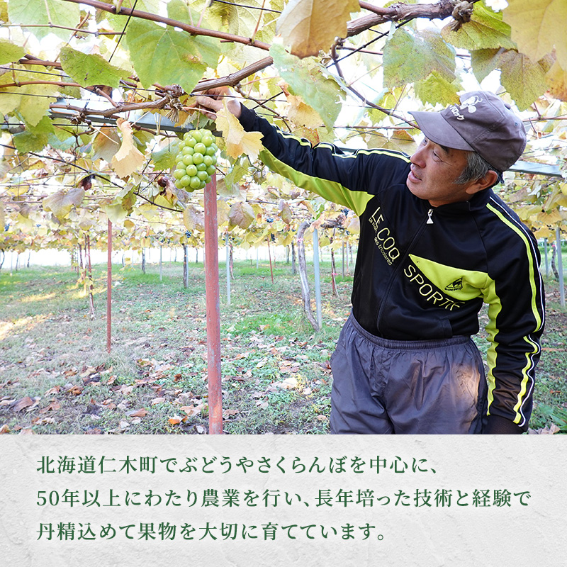 [先行受付] 北海道 仁木町産 シャインマスカット 約1.6kg 4房（1房400g前後） 果物 ぶどう フルーツ 果物類 ブドウ シャインマスカット マスカット [和田農園]