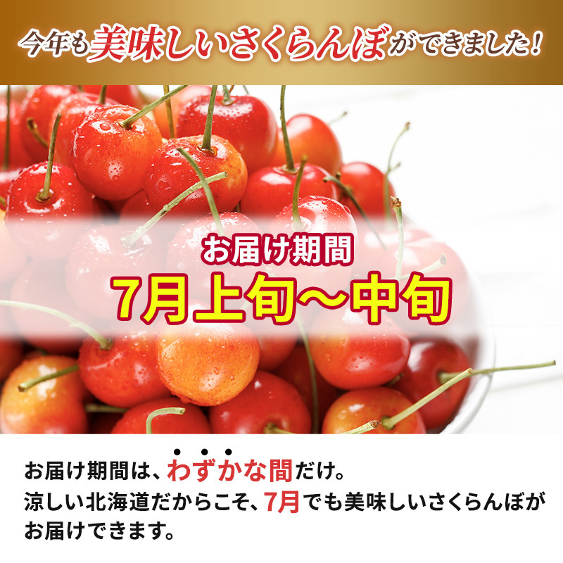 北海道仁木町のふるさと納税 北海道 仁木町産 厳選品 さくらんぼ 佐藤錦 600g (300g×2パック) Lサイズ以上  旬 桜桃 産地直送 サクランボ チェリー フルーツ 果物 果物類 ギフト 仁木町 仁木 [松山商店]