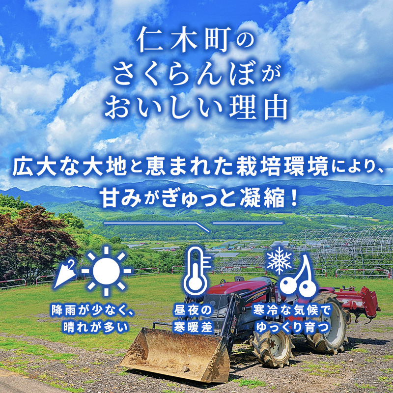北海道仁木町のふるさと納税 北海道 仁木町産 厳選品 さくらんぼ 佐藤錦 600g (300g×2パック) Lサイズ以上  旬 桜桃 産地直送 サクランボ チェリー フルーツ 果物 果物類 ギフト 仁木町 仁木 [松山商店]