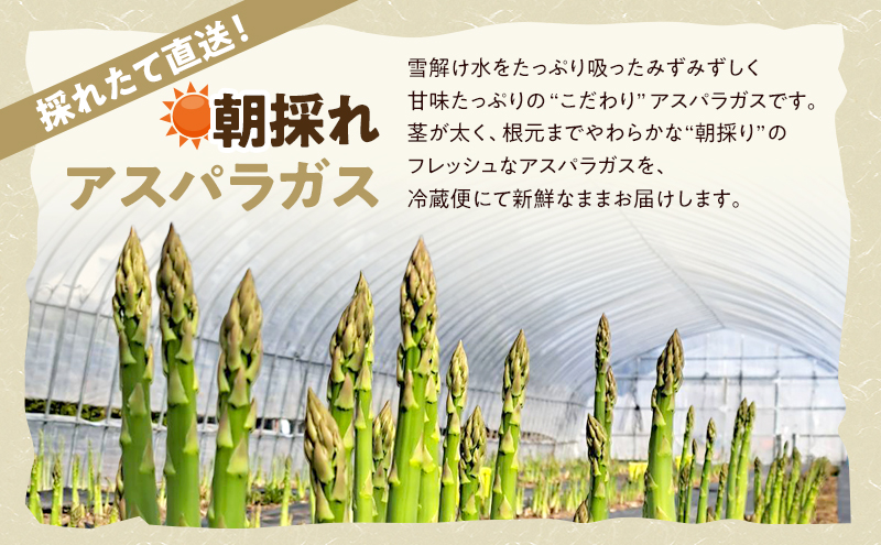 【2026年4月～発送】朝採り 富良野市 グリーン アスパラ Lサイズ  約1kg  (仁田原ファーム) 野菜 新鮮 直送 朝採り アスパラガス 道産 北海道 ふらの