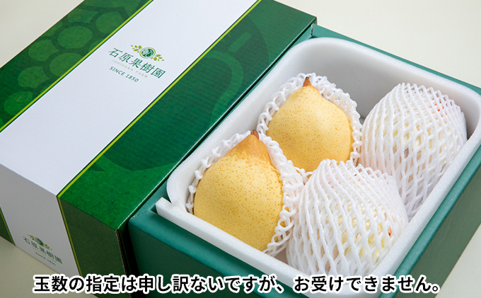 梨 2025年 先行予約 鴨梨（ヤーリー）3～6玉 合計約2kg 贈答箱【11月下旬～12月中旬頃発送】 ナシ なし 岡山県産 国産 フルーツ 果物 ギフト 石原果樹園 