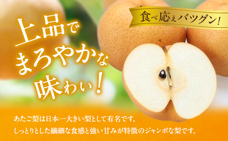 岡山県玉野市のふるさと納税 梨 2026年 先行予約 あたご梨  2玉 (1玉 約950g) 化粧箱 【11月下旬～12月中旬頃発送】ナシ なし 岡山県産 国産 フルーツ 果物 ギフト 石原果樹園 愛宕梨 日本一大きい梨