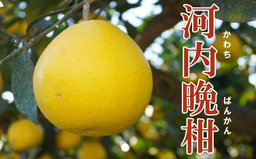 先行予約 家庭用 河内晩柑 樹齢 30年以上 7.5kg （ サイズ ミックス ） 10000円 みかん mikan 蜜柑 ミカン かわちばんかん 愛南ゴールド あいなん ゴールド 文旦 派生 グレープフルーツ 和製 産地直送 国産 農家直送 期間限定 数量限定 特産品 ゼリー ジュース アイス 等に 人気 さわやか 甘い フルーツ 果物 柑橘 規格外 小玉 含む 果樹園みどり 愛南町 愛媛県