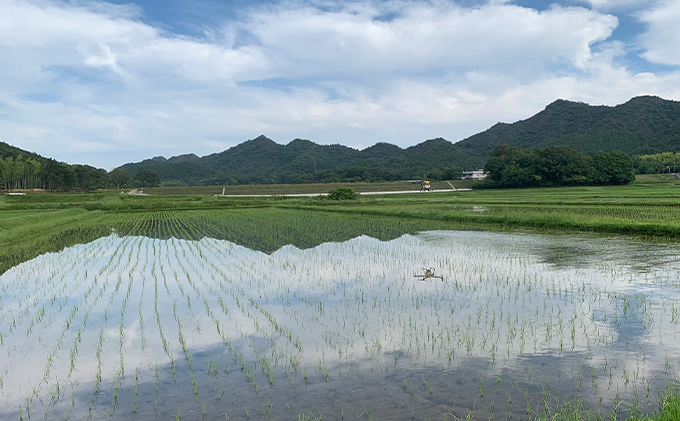 米 令和6年産 播州加西産 福袋 3種 食べ比べセット 6kg (2kg×3) コシヒカリ きぬむすめ ヒノヒカリ 食べ比べ セット 詰め合わせ 精米 白米 お米 こめ コメ ご飯 こしひかり
