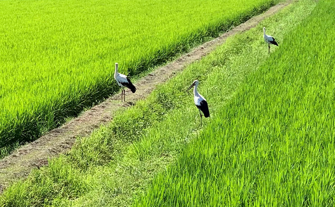 米 令和6年産 播州加西産 福袋 3種 食べ比べセット 6kg (2kg×3) コシヒカリ きぬむすめ ヒノヒカリ 食べ比べ セット 詰め合わせ 精米 白米 お米 こめ コメ ご飯 こしひかり