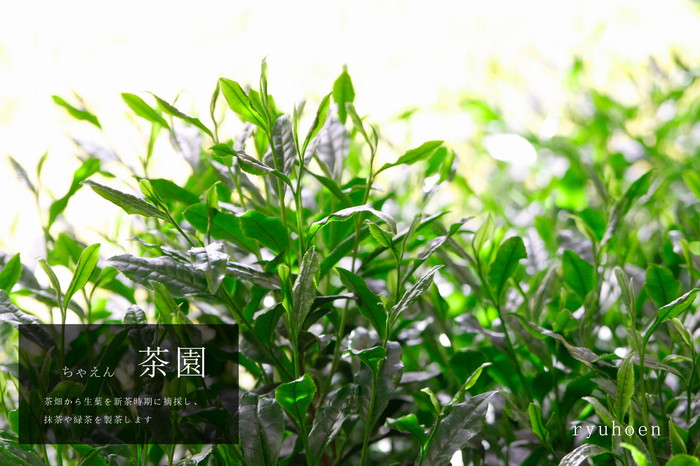 初めての「茶道具と抹茶」セット（初回＝薄茶、2回目＝濃茶）全2回コース〈定期便 宇治抹茶 抹茶 お茶 茶 緑茶 薄茶 濃茶 茶道 初心者 石臼挽き 飲料 加工食品〉 飲料類 