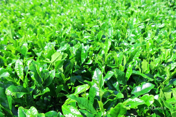 京都「プロ並み急須と茶葉セット」　初級者向け（熱め～湯さまし）全3回×3ヵ月コース〈定期便 お茶 茶 煎茶 緑茶 茶葉 雁が音 茎茶 焙じ ほうじ茶 急須 陶器 工芸品 セット〉 飲料類 加工食品 