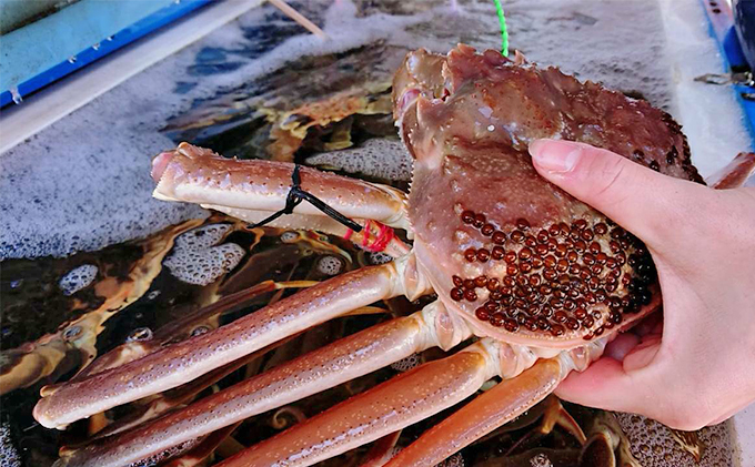 蟹 タグ付き 松葉蟹 (ボイル) 大1匹分[ かに カニ 松葉ガニ ] ブランド蟹 