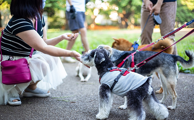 オーガニック鹿肉ペットフード（犬用）ドライタイプ　1kg×5袋　鹿肉ペットフード（犬猫用）ウェットタイプ　100g×2袋　鹿肉ペットフード（犬猫用）ジャーキー40g×2袋 エサ 