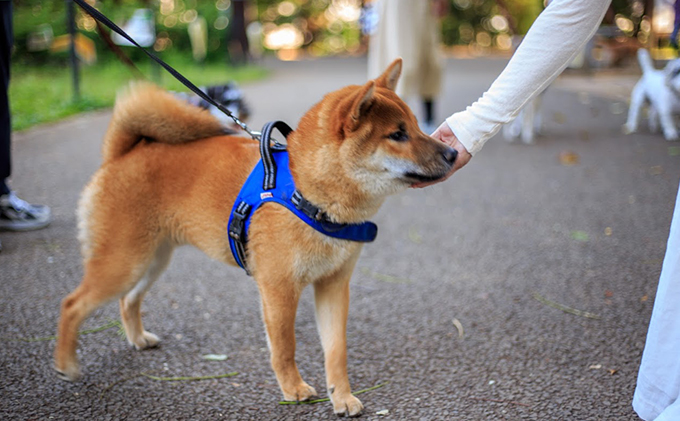 オーガニック鹿肉ペットフード（犬用）ドライタイプ100ｇ×2袋　鹿肉ペットフード（犬猫用）ウェットタイプ100g×2袋　鹿肉ペットフード（犬猫用）ジャーキー40g×2袋 エサ 