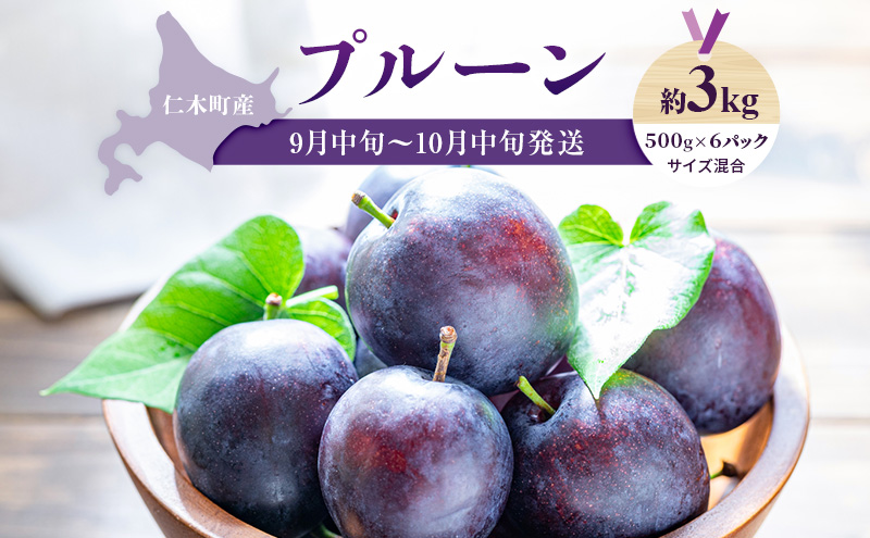 [先行受付] 【9月中旬～10月中旬出荷】 北海道 仁木町産 プルーン 約3kg（500g×6パック）サイズ混合  果物類 フルーツ 果物 詰合せ セット [くだもの直売  もり園]