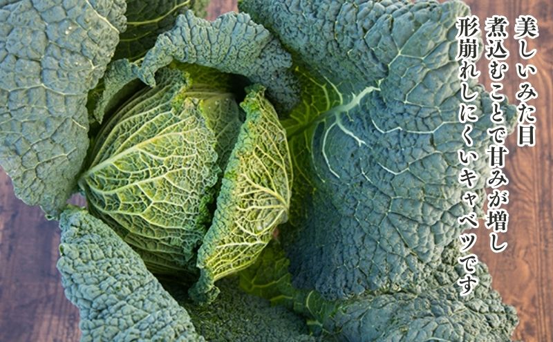  瀬戸内 牛窓産 サボイ キャベツ 約1.8kg（2～3玉） 野菜 サボイキャベツ 2～3kg前後 