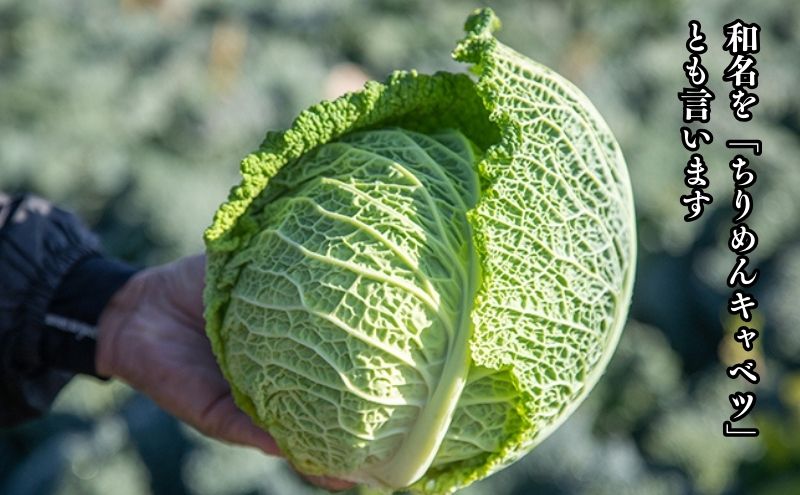  瀬戸内 牛窓産 サボイ キャベツ 約1.8kg（2～3玉） 野菜 サボイキャベツ 2～3kg前後 