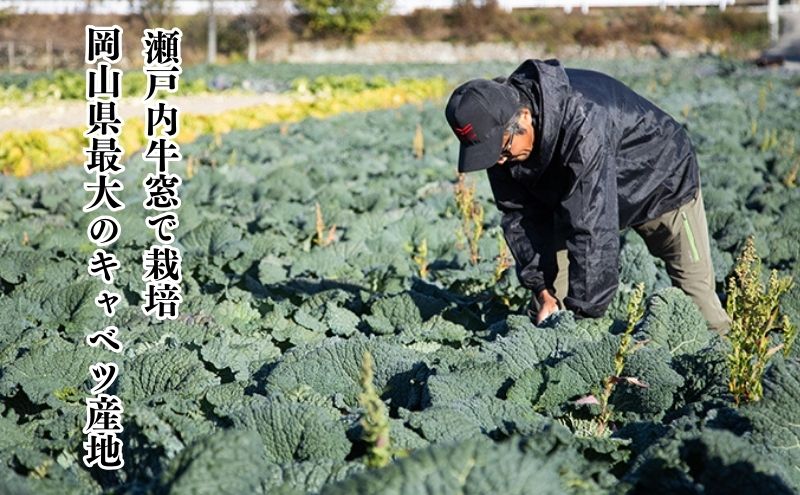  瀬戸内 牛窓産 サボイ キャベツ 約1.8kg（2～3玉） 野菜 サボイキャベツ 2～3kg前後 