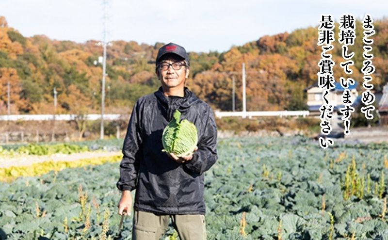  瀬戸内 牛窓産 サボイ キャベツ 約1.8kg（2～3玉） 野菜 サボイキャベツ 2～3kg前後 