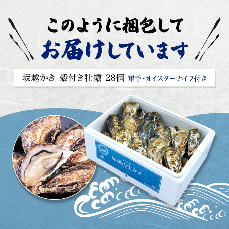 兵庫県赤穂市のふるさと納税 牡蠣 坂越かき 殻付き牡蠣24個 軍手・オイスターナイフ付き[ 生牡蠣 かき カキ 殻付 生食 冬牡蠣 ] 魚貝類