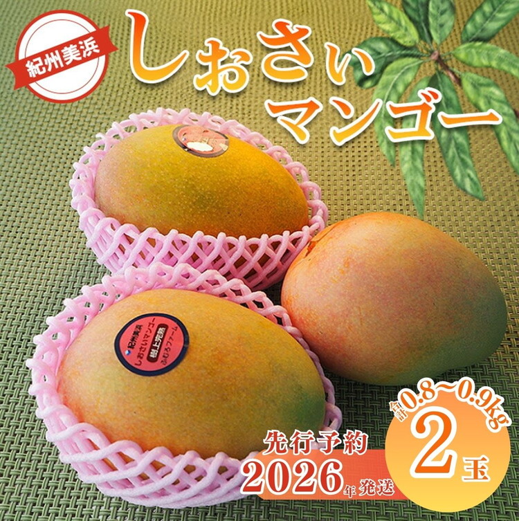 【2026年先行予約】紀州美浜しおさい マンゴー 2玉（0.8～0.9kg）｜フルーツ 果物 くだもの まんごー 希少 国産 食品 おやつ デザート 産地直送 和歌山県美浜町産
