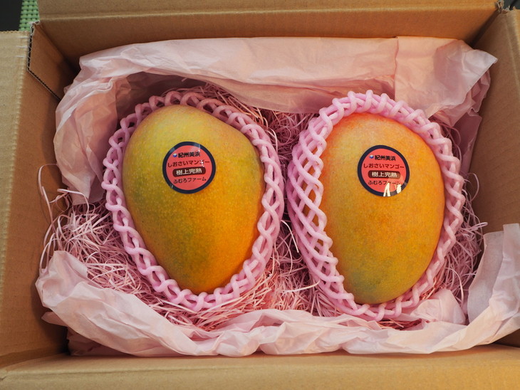 【2026年先行予約】紀州美浜しおさい マンゴー 2玉（0.8～0.9kg）｜フルーツ 果物 くだもの まんごー 希少 国産 食品 おやつ デザート 産地直送 和歌山県美浜町産