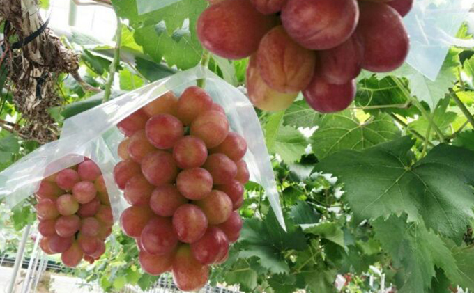 【2026年先行予約】 ぶどう 岡山県産 皮ごと 食べられる マスカット ビオレ 種無し 約1.0kg（2房）   《2026年9月下旬-10月下旬頃出荷》 葡萄 ブドウ フルーツ 果物 数量限定 期間限定 岡山 里庄町