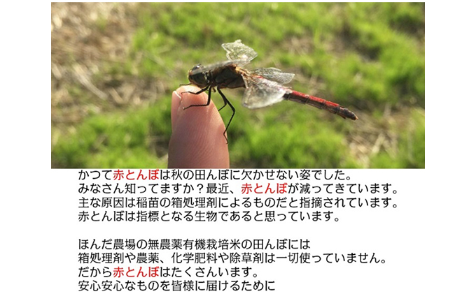 自然農法米こしひかり「自然の恵み」白米5kg×2個《特別栽培米》 お米 コシヒカリ 特別農法 自然米 化学肥料ゼロ JAS有機栽培 安全なお米 精米 