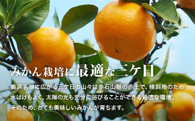 静岡県浜松市のふるさと納税 【2025年2月中旬以降順次発送】三ヶ日みかんジュース ストレート「あおしま」180ml　12本【静岡 三ヶ日 みかん ジュース】 果汁飲料 野菜飲料 ミカン フルーツ