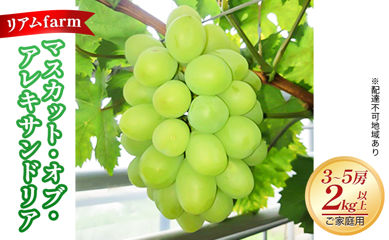 【2026年先行予約】 ご家庭用 ぶどう 岡山県産 マスカット・オブ・アレキサンドリア 3～5房（2kg以上） 《2026年7月上旬-下旬頃出荷》 葡萄 ブドウ フルーツ 果物 スイーツ 数量限定 期間限定 里庄町 リアム farm