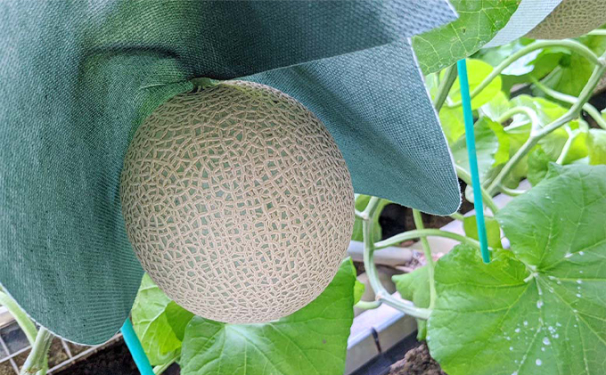 クラウンメロン【上（山等級）】中玉（1.3kg前後）2玉入り 定期便12ヶ月 人気 厳選 ギフト 贈り物 デザート グルメ 果物 袋井市 果物類 メロン青肉 フルーツ 12回 1年