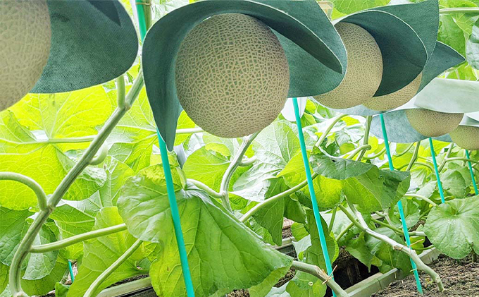 クラウンメロン【並（白等級）】特大玉（1.5kg前後）1玉入り 人気 厳選 ギフト 贈り物 デザート グルメ 果物 袋井市 果物類 メロン青肉 フルーツ