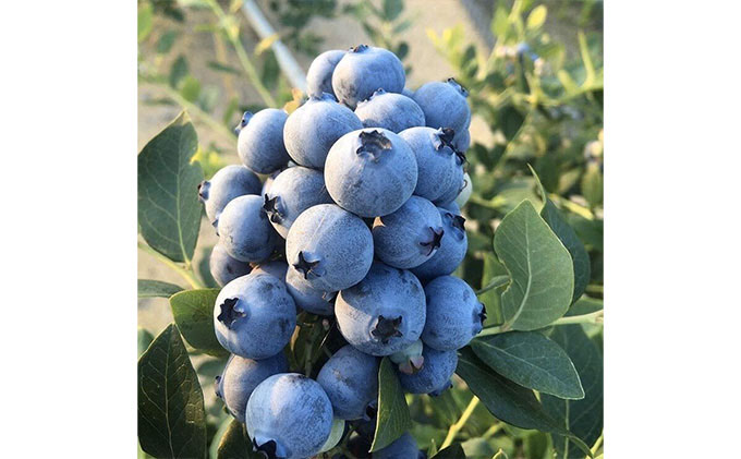 海のキレイな街で育ったブルーベリーワイン お酒 