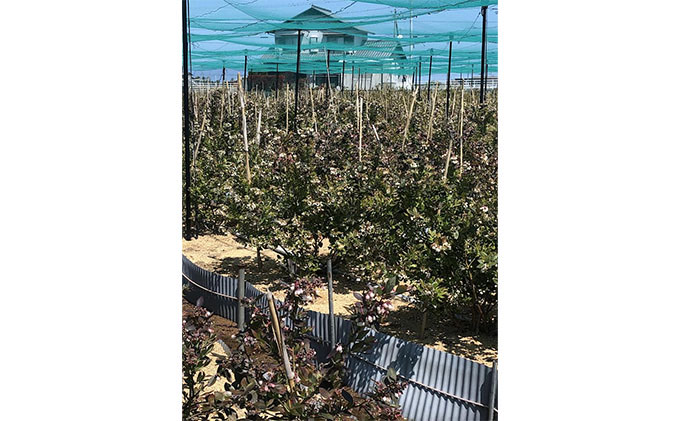 海のキレイな街で育ったブルーベリーワイン お酒 