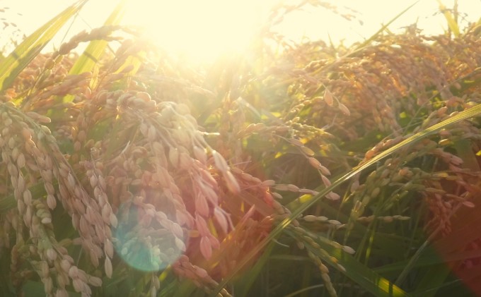 定期便 3回 米 5kg 玄米 ゆめつくし お米 ビタミン ミネラル 食物繊維 低温保存管理 