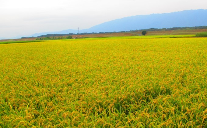 定期便 3回 米 5kg 玄米 ゆめつくし お米 ビタミン ミネラル 食物繊維 低温保存管理 