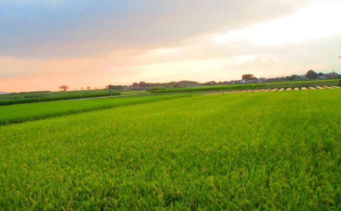 定期便 3回 米 5kg 玄米 ゆめつくし お米 ビタミン ミネラル 食物繊維 低温保存管理 