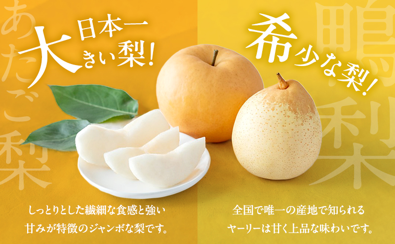 梨 2026年 先行予約 備前横綱梨（あたご梨） 2玉（1玉1～1.5kg）・備前乙女梨（鴨梨） 4～6玉 詰合せ 合計約4.0kg 【11月下旬～12月中旬頃発送】岡山県産 フルーツ ギフト 石原果樹園 果物 