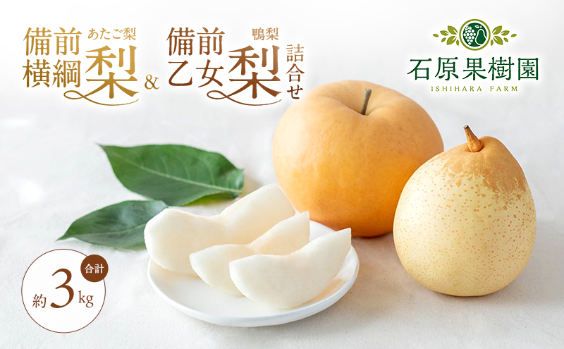 �y���R���ʖ�s�z�� 2026�N ��s�\�� ���O���j���i���������j1�� (1�`1.5kg)�E���O�������i�����j 3�`5�� �l���� ���v��3.0kg�y11�����{�`12�����{�������z ���R���Y �t���[�c �M�t�g �Ό��ʎ��� �ʕ�