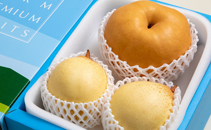 梨 2025年 先行予約 備前横綱梨（あたご梨） 1玉( 1～1.4kg)・備前乙女梨（鴨梨） 2～3玉 詰合せ 合計約2.0kg 【11月下旬～12月中旬頃発送】岡山県産 フルーツ ギフト 石原果樹園 ナシ 果物 