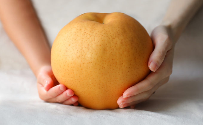 梨 2025年 先行予約 備前横綱梨（あたご梨） 1玉( 1～1.4kg)・備前乙女梨（鴨梨） 2～3玉 詰合せ 合計約2.0kg 【11月下旬～12月中旬頃発送】岡山県産 フルーツ ギフト 石原果樹園 ナシ 果物 