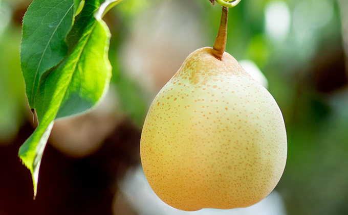 梨 2025年 先行予約 備前横綱梨（あたご梨） 1玉( 1～1.4kg)・備前乙女梨（鴨梨） 2～3玉 詰合せ 合計約2.0kg 【11月下旬～12月中旬頃発送】岡山県産 フルーツ ギフト 石原果樹園 ナシ 果物 